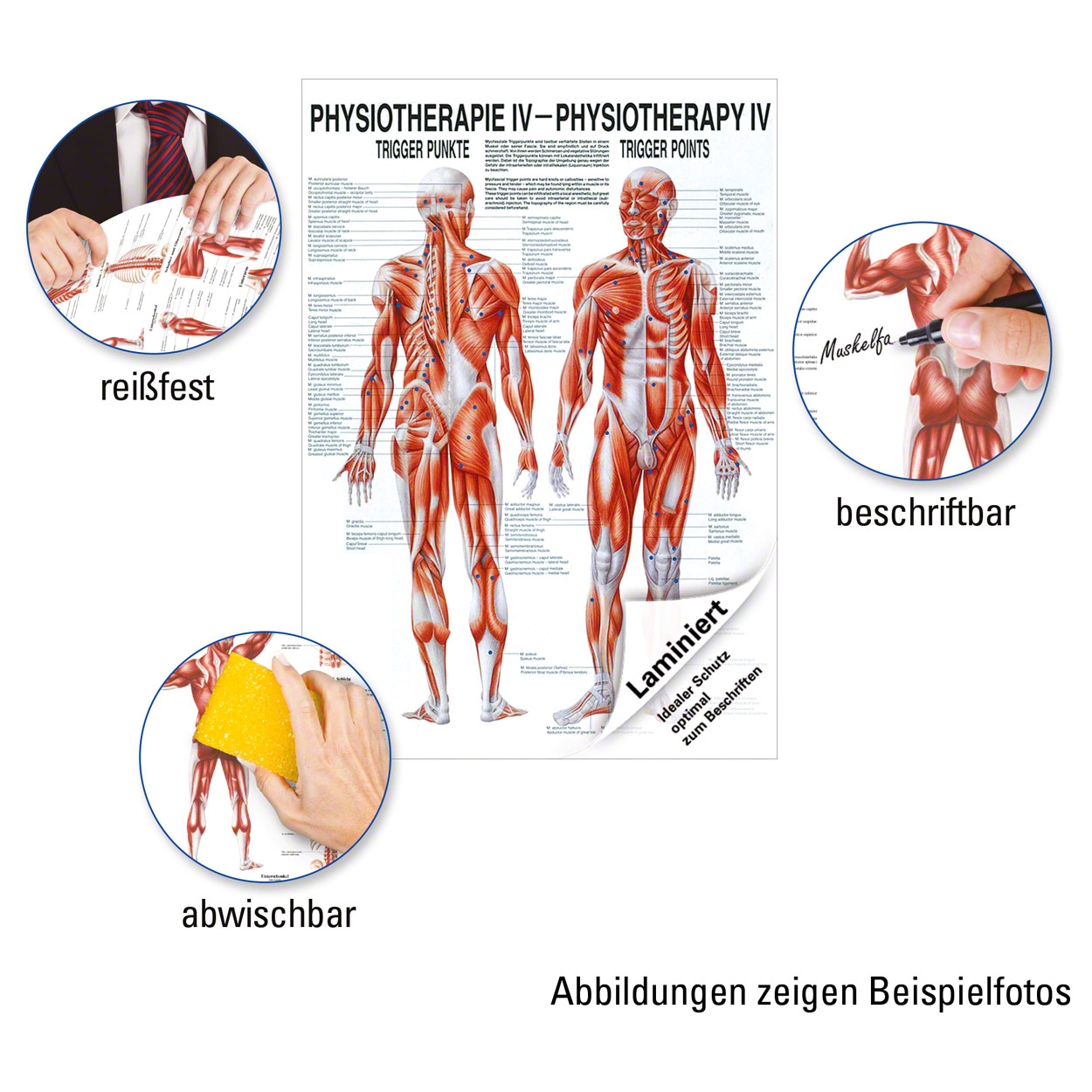 Triggerpunkte Poster Anatomie 70x50 cm medizinische Lehrmittel | eBay