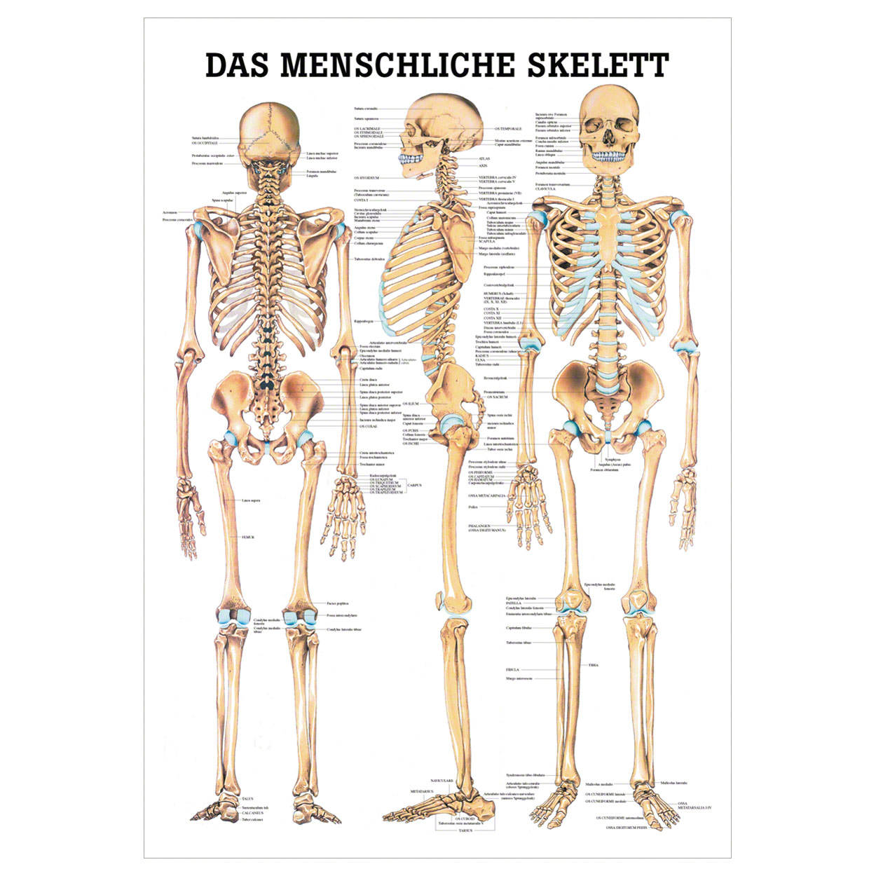 Das Skelett des Menschen Mini-Poster Anatomie 34x24 cm
